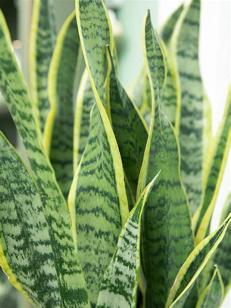 Flood the plant then let it drain and dry as fast as possible, like a desert storm. Houseplants You Can't Kill | House plants, Sansevieria ...
