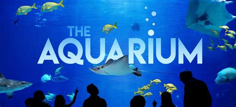 Check Out Animal Planets New Tv Series The Aquarium