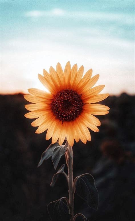 Sunflower Iphone Wallpapers Wallpaper Cave