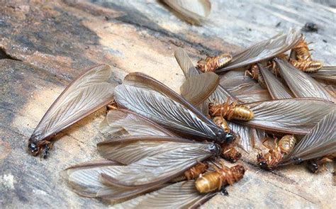 What You Should Know About Termite Swarms In Baton Rouge River City