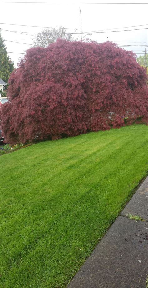 • work from the bottom up and inside out. How to Prune Japanese Maple Trees | Japanese maple tree ...