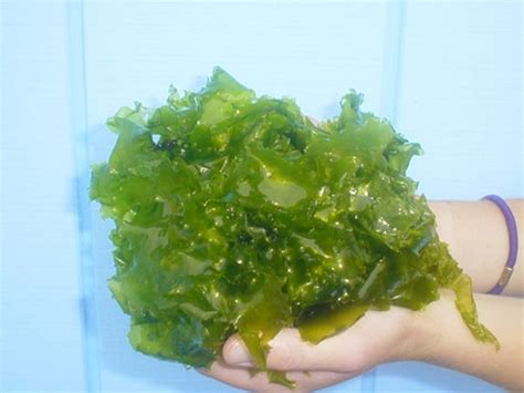 Green Sea Lettuce Ulva Lactuca