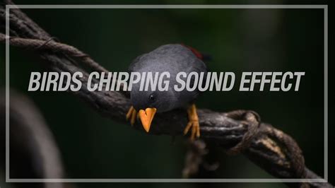 BIRDS CHIRPING SOUND EFFECT - YouTube