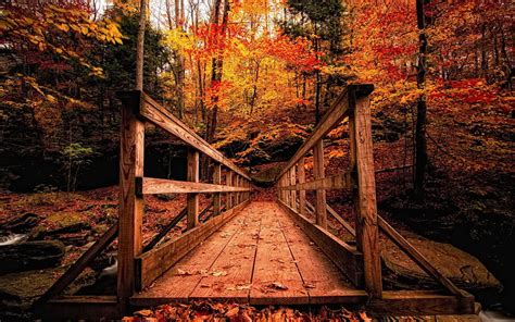 Brown Wooden Bridge Surrounded With Trees Hd Wallpaper Wallpaper Flare