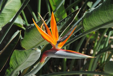 Free Photo Bird Of Paradise Flower Tropical Flower Hippopx