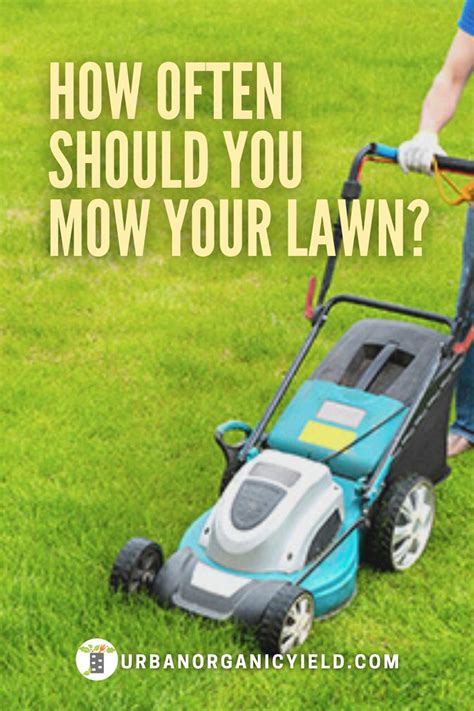 How Often Should You Mow Your Lawn Mowing Lawn Lawn Care