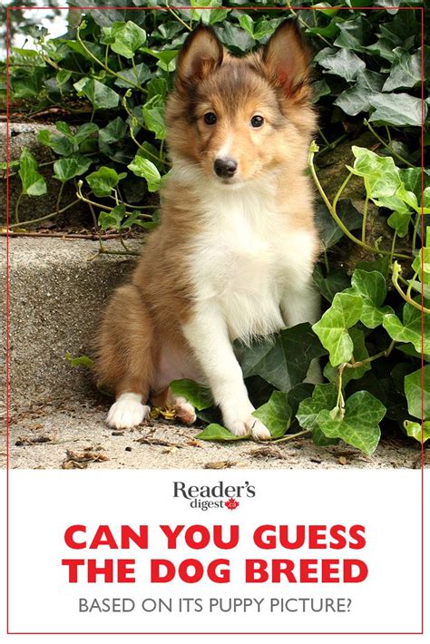 Can You Guess The Dog Breed Based On Its Puppy Picture Dog Breeds