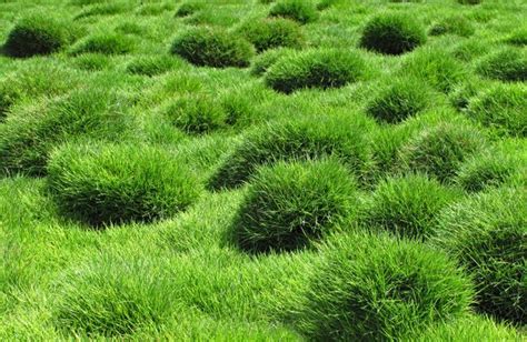 10 Drought Resistant Grasses For Low Maintenance Lawns