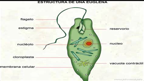 Some species are capable of photosynthesis and others feed on bacteria. Euglena - YouTube