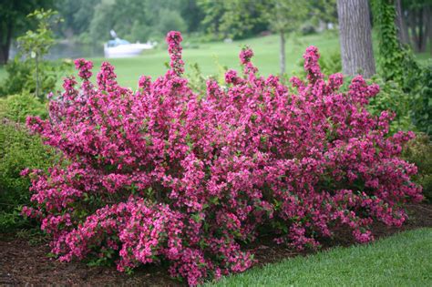 Weigela How To Grow And Care For Weigela Hgtv