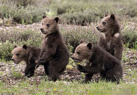 incredible wild grizzly bear becomes famous worldwide after delivering 4 cubs at age 24