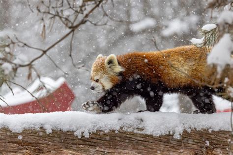 Zoo in Winter | Zoo de Granby