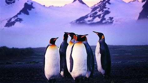 Pinguino Sfondo Del Desktop Pinguino Uccello Incapace Di Volare Pinguino Reale Uccello Pinguino