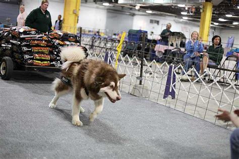 How much weight can a single locomotive pull? Sheryl's Alaskan Malamutes - Weight Pulling - AMAEP ...