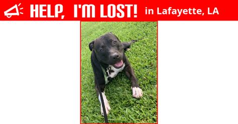 Lost Dog Lafayette Louisiana Jax