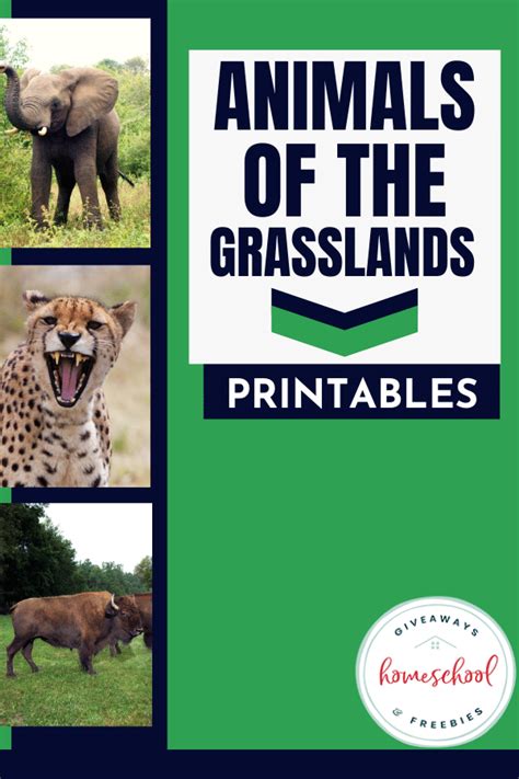 Grassland Animal Adaptations Examples Idalias Salon