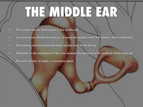 The external auditory meatus (ear canal). Journey Through The Ear by Felicia Lepore