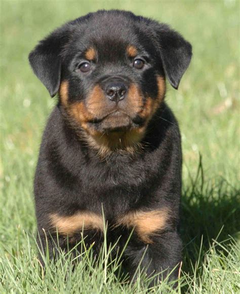 Rottie olarak da bilinen bu köpekler iri yapılı, kaslı, yüksek öz güven sahibi ve sevecendirler. Puppy Images and Review