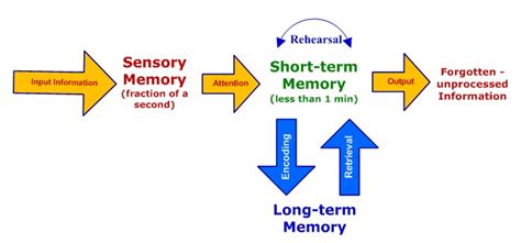 Stages Of Memory Sensory Short Term Long Term