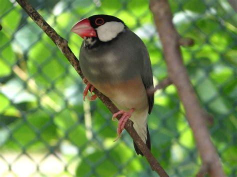 Animals indonesia is non profit organization work for the protection of animals and end the animals suffering and cruelty. Indonesia's list of protected flora, fauna species grows from 294 to 921 - National - The ...