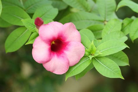 The genus name dipladenia or the common name dipladenia can refer to several flowering plants: Dipladenia : entretien et taille