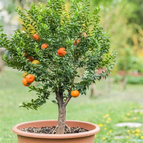 How To Grow An Orange Tree Minneopa Orchards