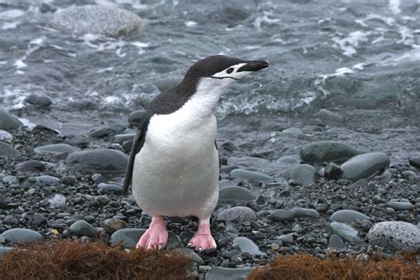My Adventures: Animals of Antarctica