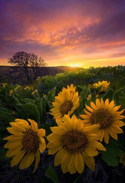 Wallpapers Images Picpile Autumn Beautiful Sunflowers