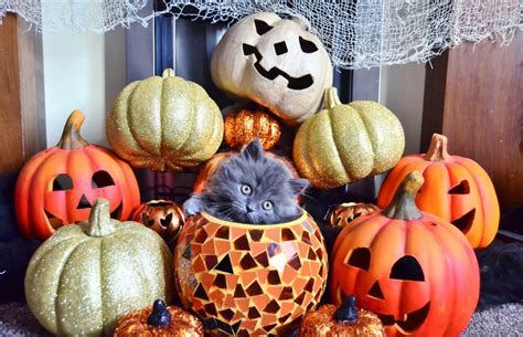 140 Halloween Cat Names That Are Ghoulishly Great Lovetoknow Pets