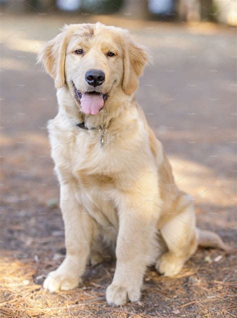 Golden Retriever Puppy Male Sitting Containing Animal Breed And