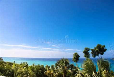 Beautiful Shot Of Random Trees And An Ocean Under A Clear Blue Sky
