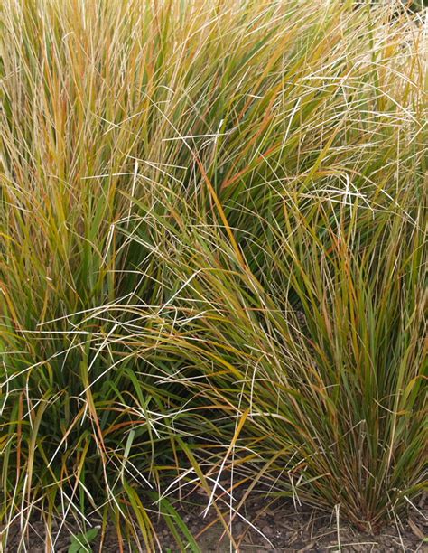 Exotic Grasses — Plants Plus Cumberland Forest