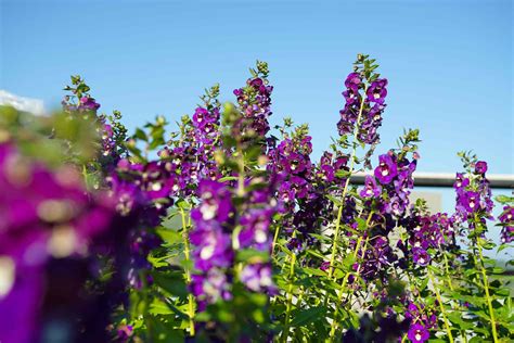 How To Grow And Care For Angelonia