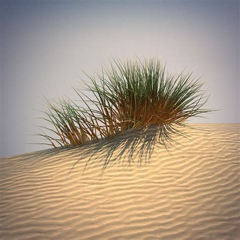 Collection 90 Pictures Is There Grass In The Desert Full Hd 2k 4k