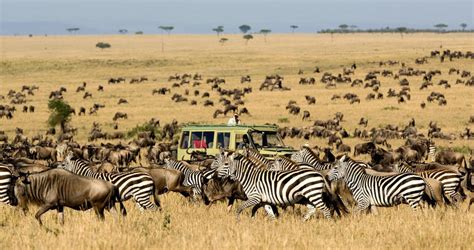 Tanzania Safari Tours And Lodges