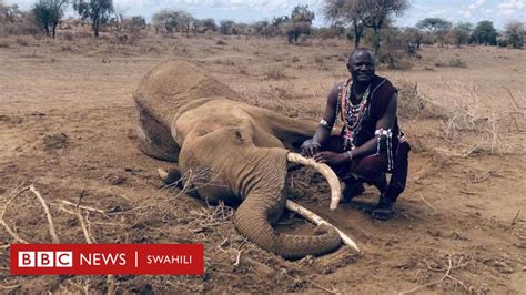 Maafa Amboseli Mizoga Na Uvundo Wa Wanyama Wa Pori Vyaelezea Athari Kali Za Kiangazi Bbc News