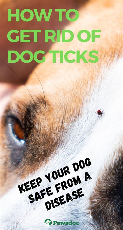 Dog Tick Diseases - Can Your Dog Get Sick From Ticks? | Dog ticks