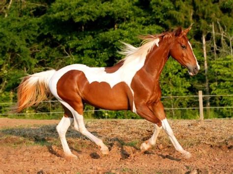 It is often difficult to paint a brown horse, which is a very natural color among horses, against a natural background. How Much Do Paint Horses Weigh? | Horse is Love