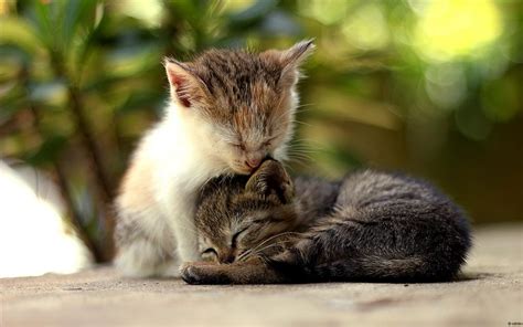 Video downloadhelper supports a number of additional features: Fond d'écran chaton gratuit pour ordinateur - Fonds d'écran HD