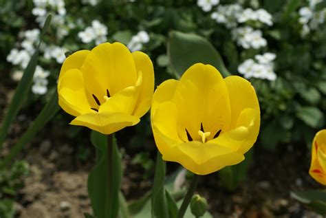 Yellow Tulips Tulips Flowers