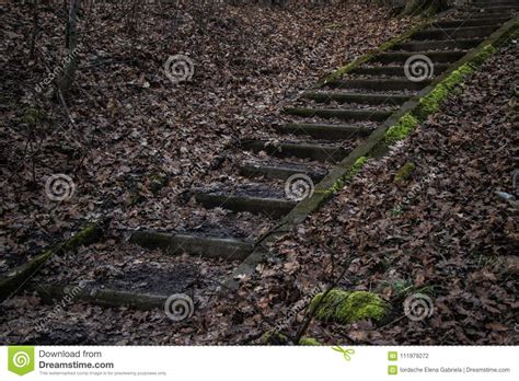 Stairs Up In The Forest Stock Photo Image Of Autumn 111979272