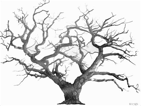 And search more of istock's. Tree Drawing - Dr. Odd | Oak tree drawings, Tree drawing ...