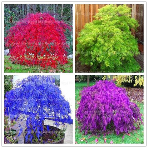 Maybe you would like to learn more about one of these? 10pcs Rare dwarf weeping Japanese maple tree plant Garden ...