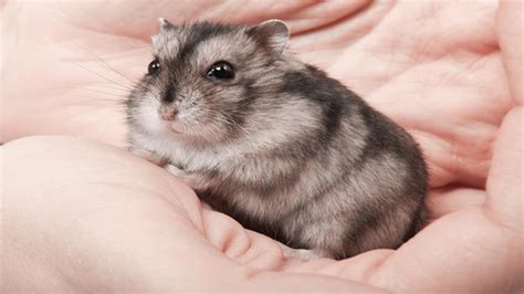 Can Hamsters Recognize Their Names Exploring Pet Hamster Intelligence