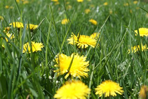 Have You Ever Met A Wild Dandelion Farmmade Dandelion Wine