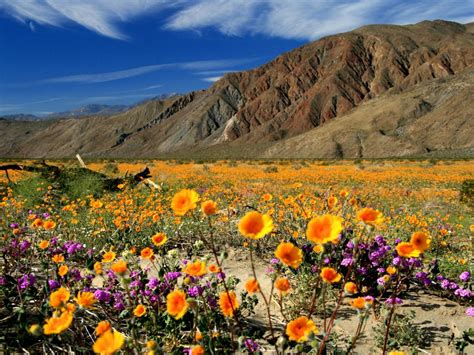 Bu arizona desert spring wildflowers videosunu hemen indirin. Springtime is Desert Wildflower Time in Marana, AZ