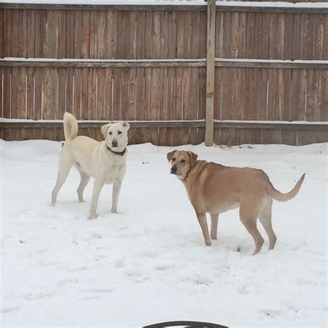 My dogs playing in the snow! | Dog playing, Dogs, Playing 