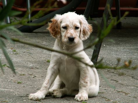 Mr. Puppy Pictures