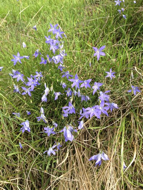 Wahlenbergia communis carolin native bluebell proc.linn.soc.new south wales 89:23 (1965). Wahlenbergia communis. Such a lovely little under growth ...