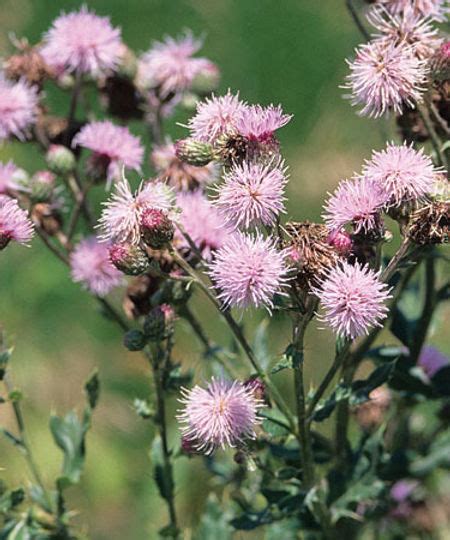 Weed Of The Month Cirsium Arvense